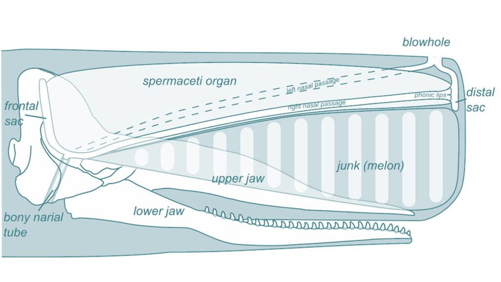 The sperm whale - May 2020 – Whale Scientists