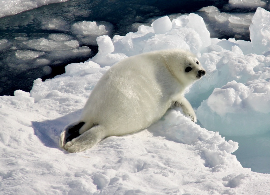 Sluier Garderobe wandelen How do Arctic seal pups survive in the cold?