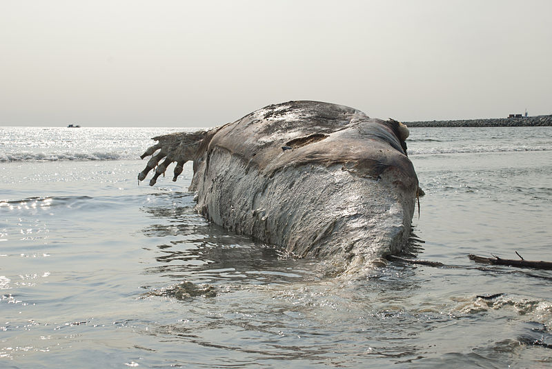 What happens to dead whales?