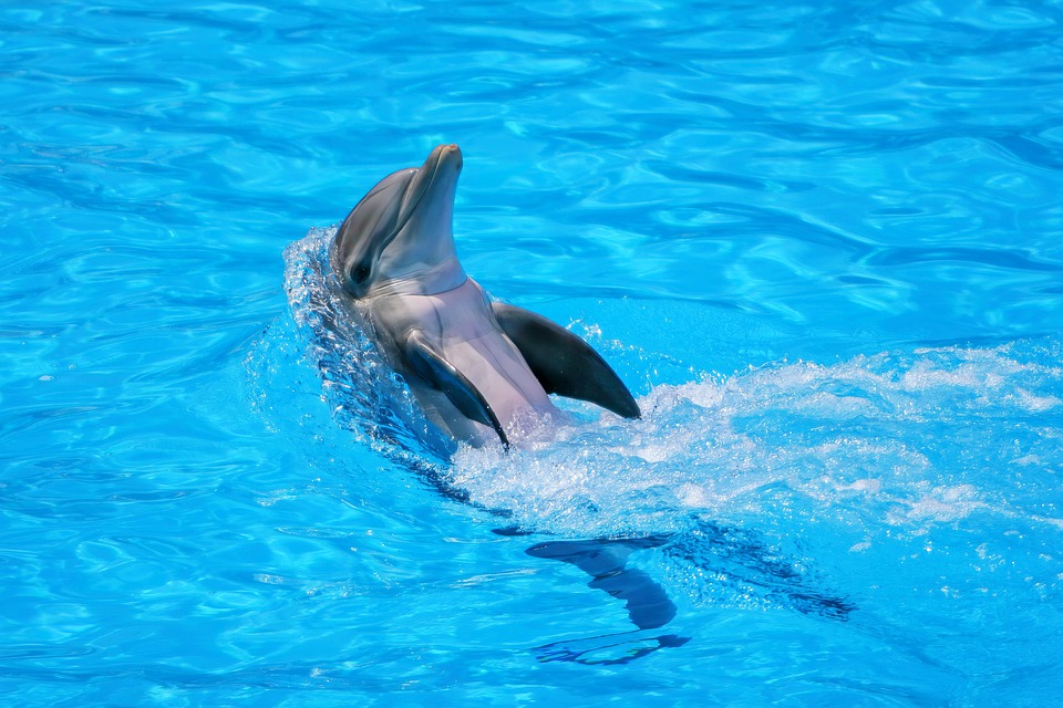 dolphin mating human