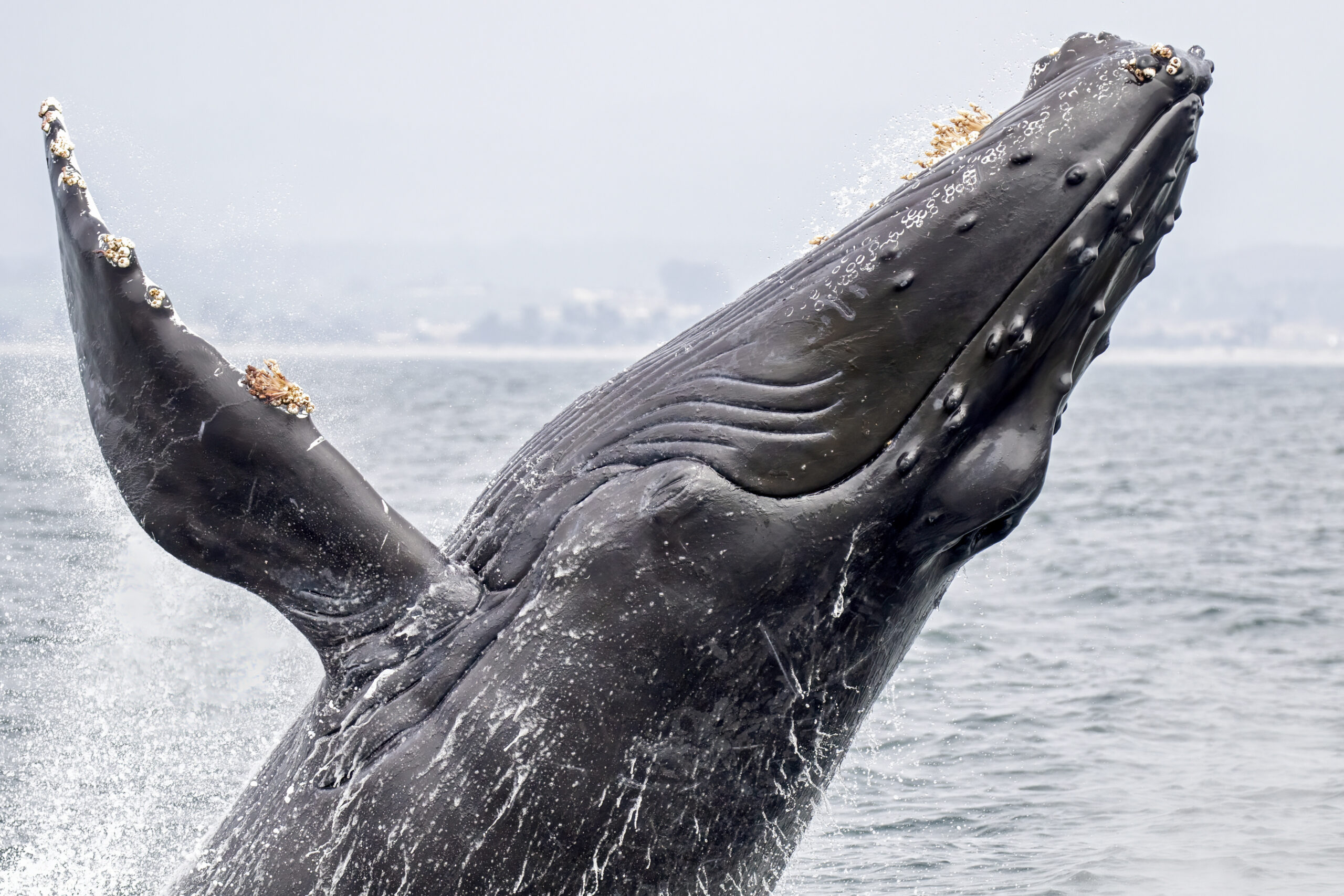 Are humpback whales really not threatened anymore?